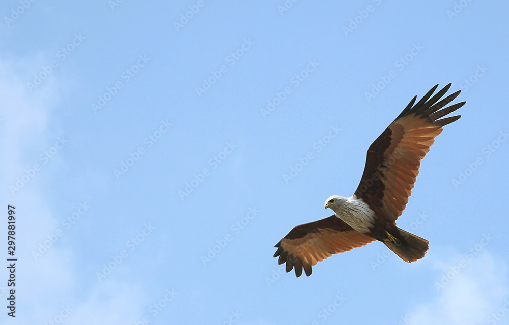 Obraz premium A brahminy kite (haliastur indus) in the Sundarban Forest. This bird is pictured in the Sundarbans in southern Bangladesh. Brahminy kite in Bangladesh.