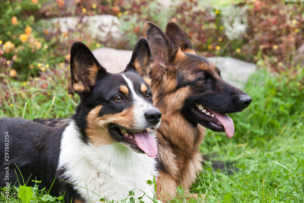 Dogs Welsh Corgi Cardigan and German Shepherd together lie near a flower bed in the garden