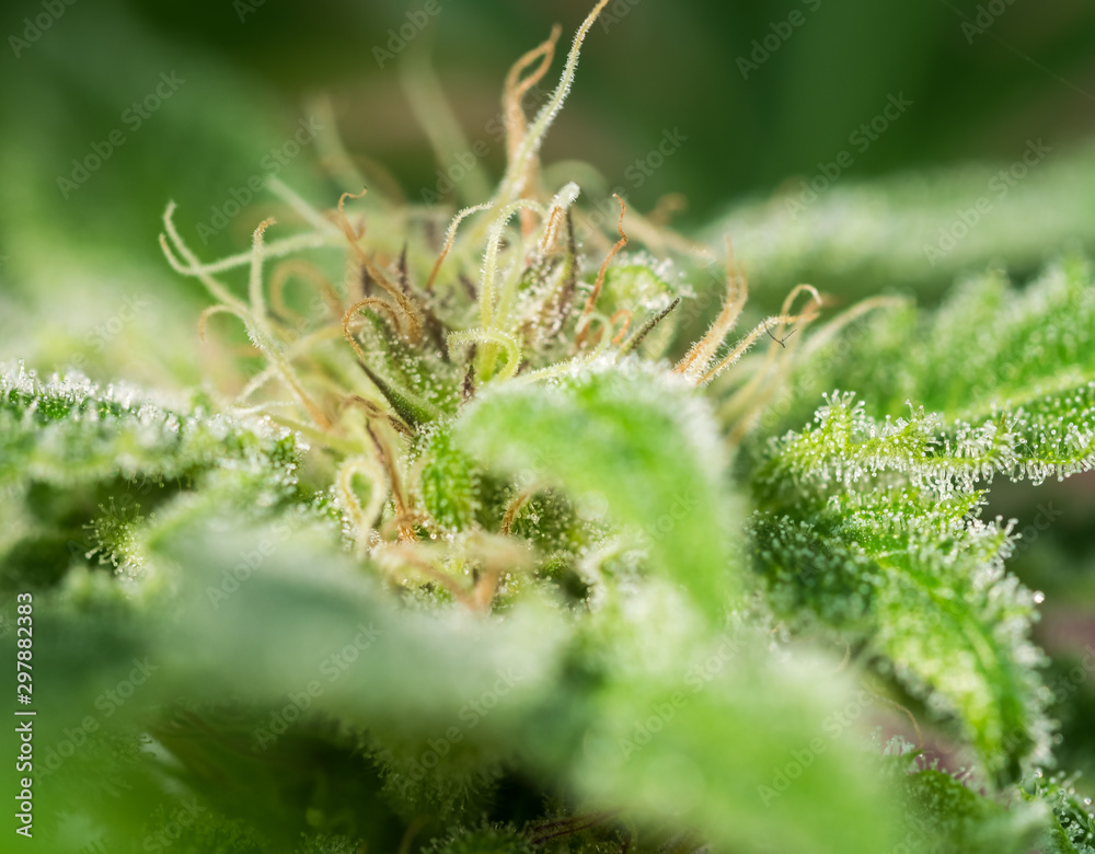 Cannabis Plant Flower HDR Cannabis Plant Flower HDR