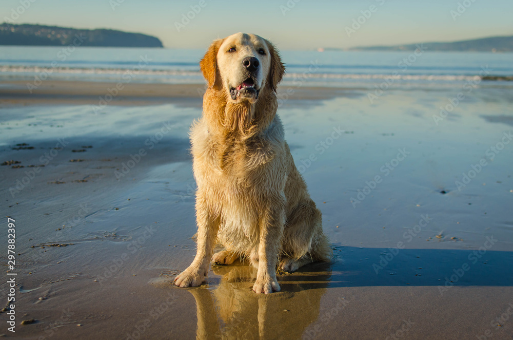 A golden retriever dog seated in the beach A golden retriever dog seated in the beach