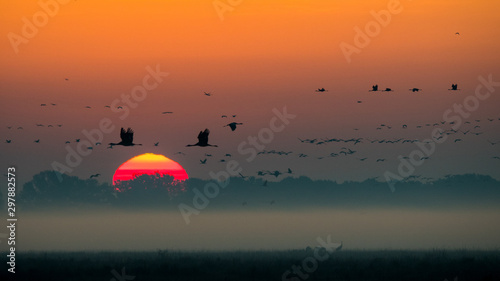Beautiful photography of a huge flock of birds. Common Cranes (rus grus). © Szymon Bartosz