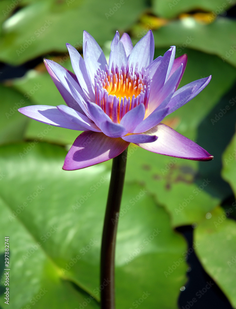 Blue lotus flower in a pond in Srimangal (Sreemangal) in Bangladesh. The blue lotus flower has long been associated with spirituality and divinity and is seen as mystical and holy. Blue lotus flower. Blue lotus flower in a pond in Srimangal (Sreemangal) in Bangladesh. The blue lotus flower has long been associated with spirituality and divinity and is seen as mystical and holy. Blue lotus flower.