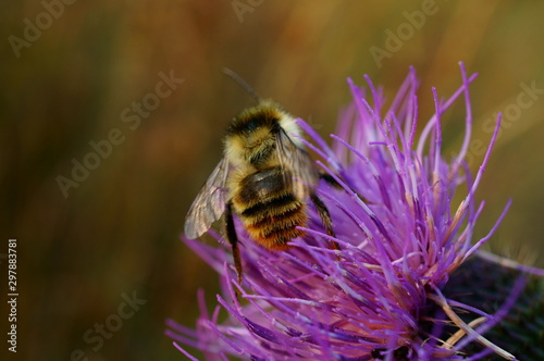 bee on flower