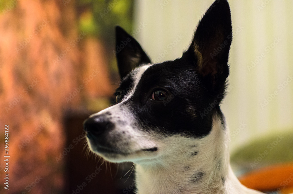 Basenji at home in the room portrait