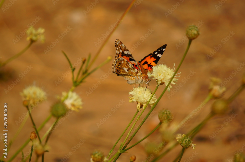 Obraz premium butterfly on flower