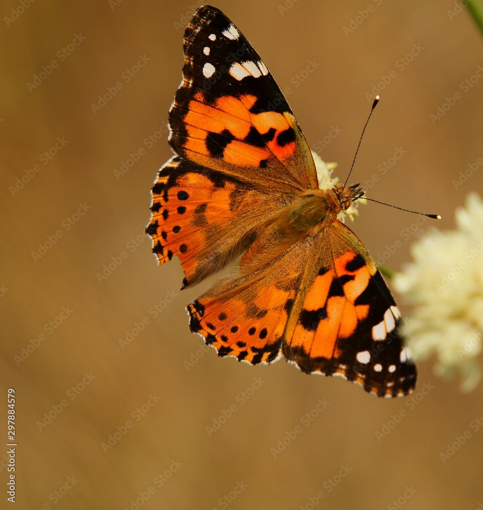 Obraz premium butterfly