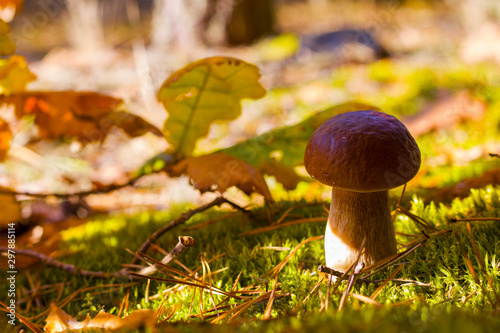 cep mushroom in autumn oak leaves