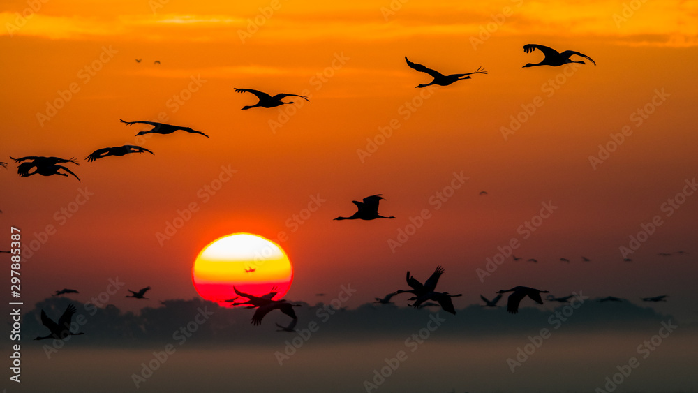 Beautiful photography of a huge flock of birds. Common Cranes (rus grus).