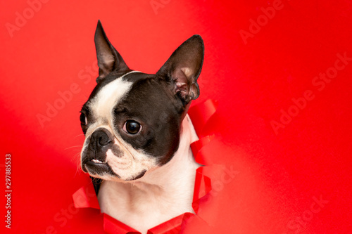 Dog breed Boston Terrier sticks his muzzle in a paper hole red. Creative. Art.