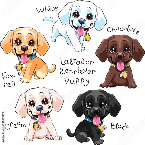 Set puppy dog Labrador Retriever