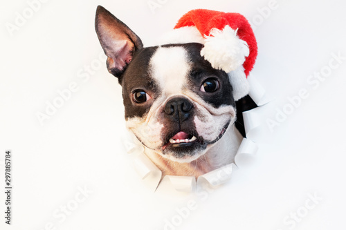 Fototapeta Naklejka Na Ścianę i Meble -  The head of a Boston Terrier dog looks through a hole in white paper and wears a Santa hat.Creative. Minimalism. The concept of a New year.Creative art.
