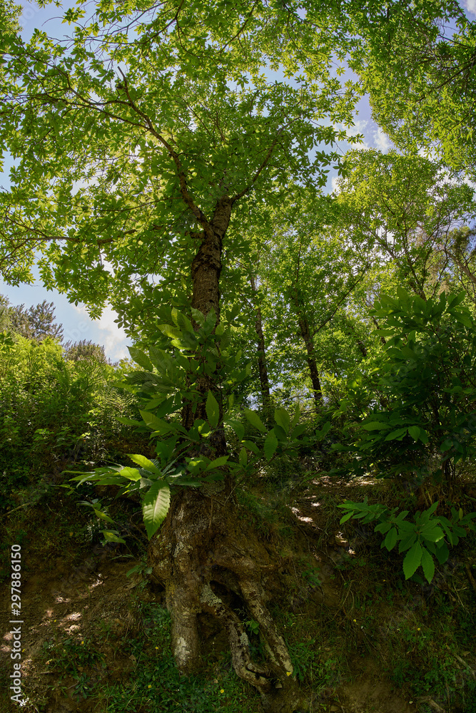 Fototapeta premium nella foresta 2