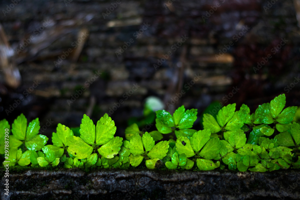 Green leaves on the concrete floor Green leaves on the concrete floor