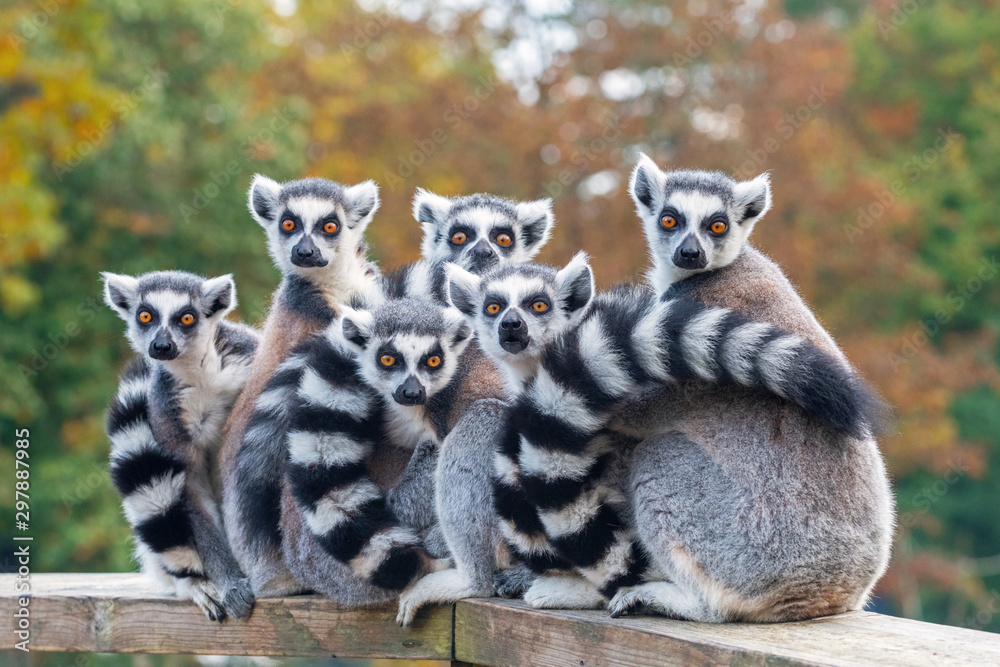 A group of resting lemurs katta - obrazy, fototapety, plakaty 