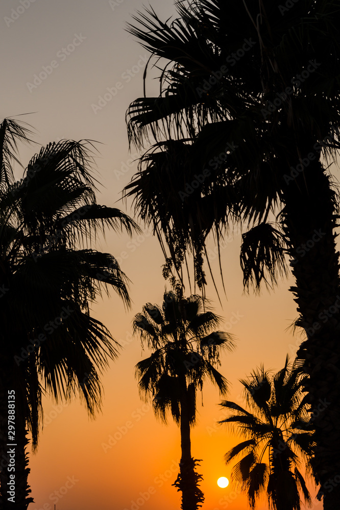 Palm trees silhouette at sunset.
