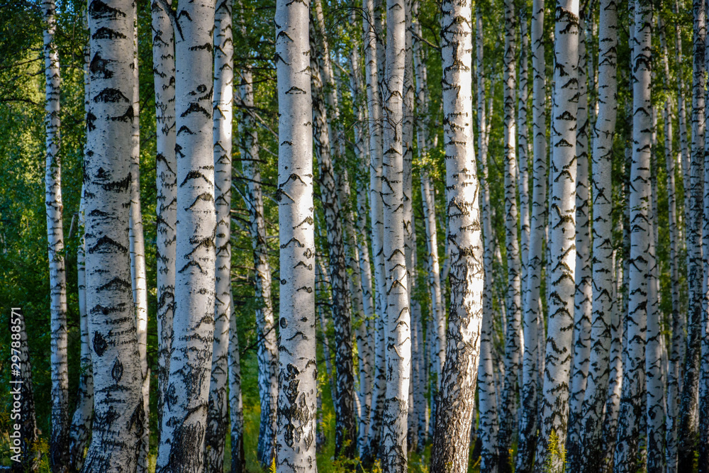 Picturesque birch grove in Ryazan city park