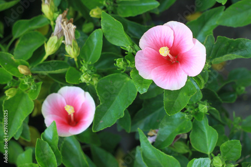 pink flower in the garden