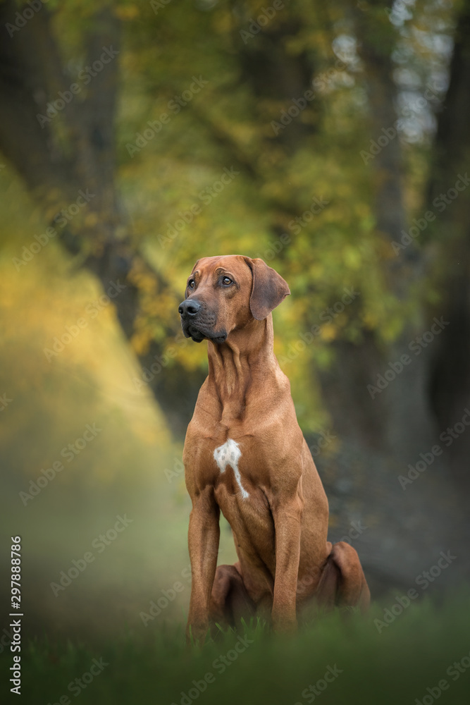 Beautiful rhodesian ridgeback dog sitting on the nature background.