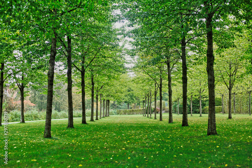 Fototapeta Naklejka Na Ścianę i Meble -  Grüne Baumreihen auf Rasenwiese im Spätsommer