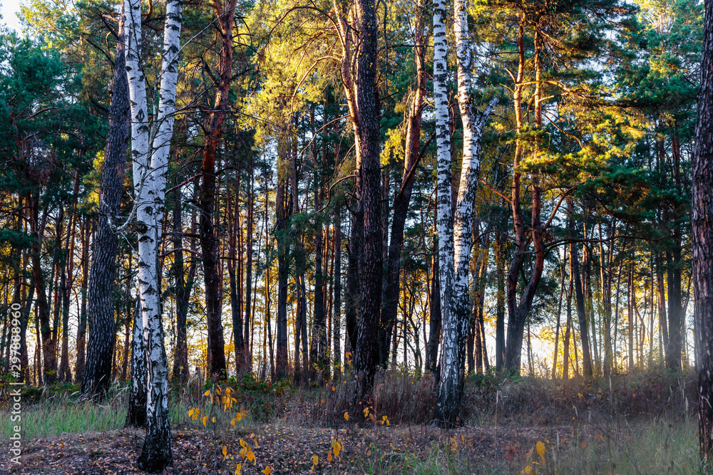 Fototapeta premium Autumn colors. Road in the autumn forest.