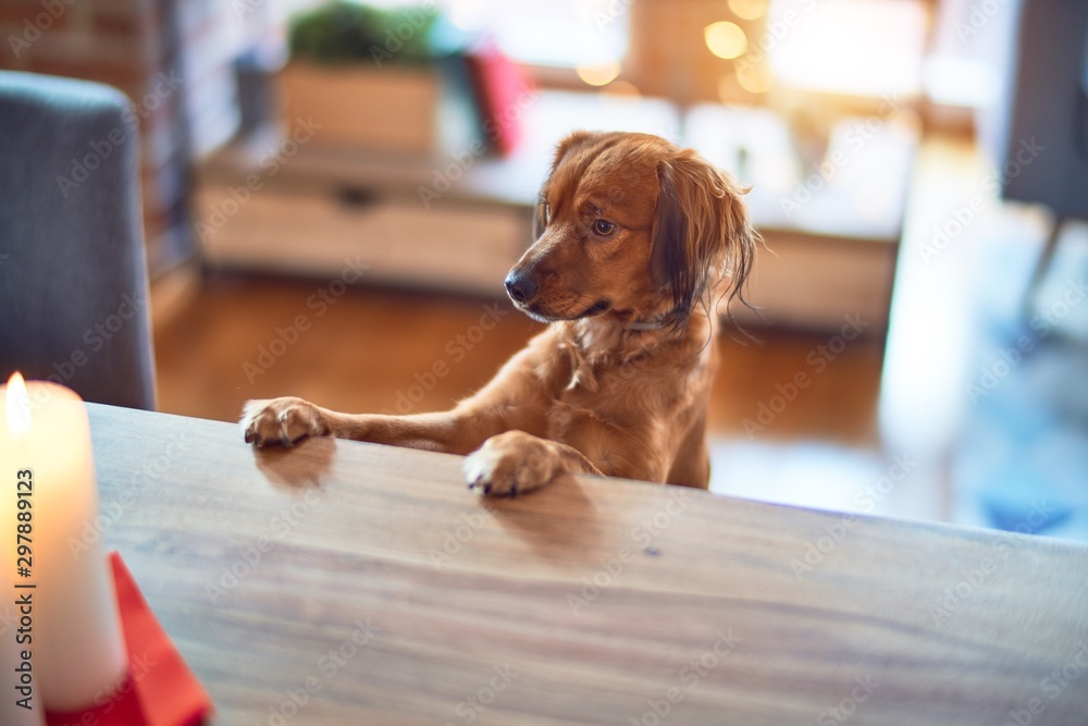 Adorable dog on table at home - obrazy, fototapety, plakaty 