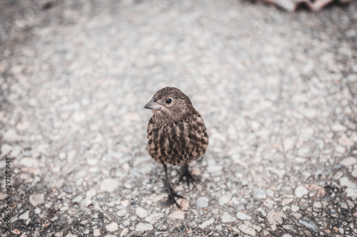bird © AlaskaPhotography