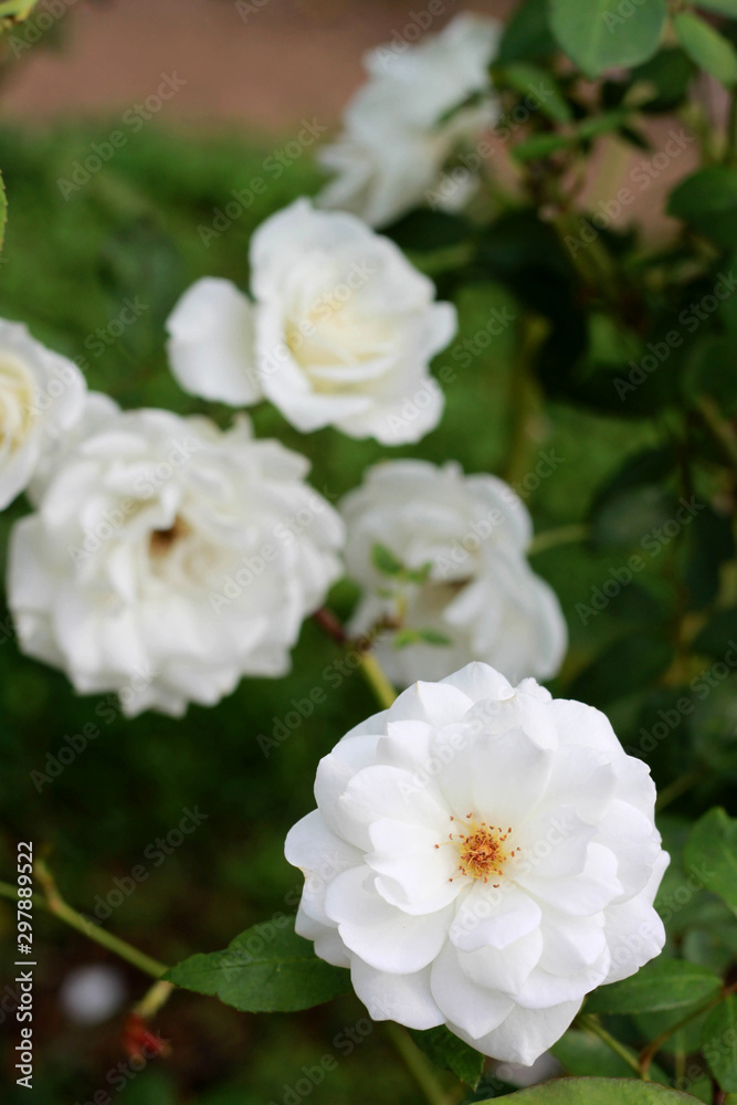 White beautiful rose in the garden White beautiful rose in the garden