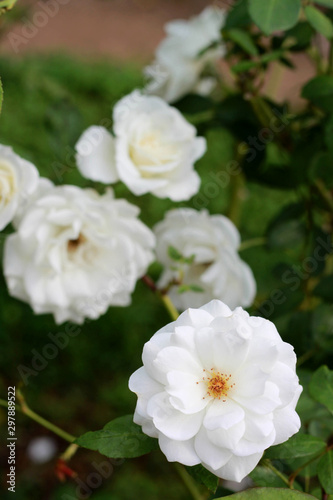 White beautiful rose in the garden