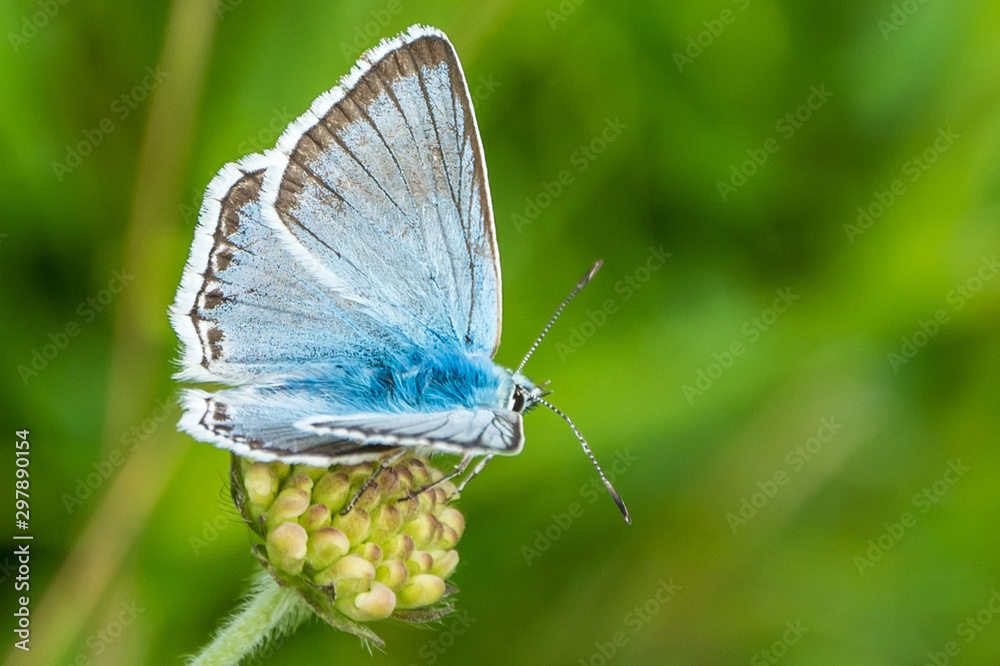 Fototapeta premium Bläuling