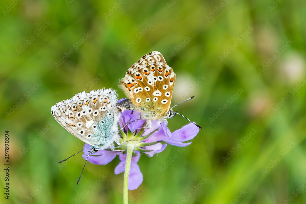 Obraz premium Paarung Bläulinge 