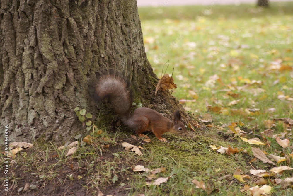St. Petersburg Russia-10/12/2019: squirrel in the autumn park of Peterhof