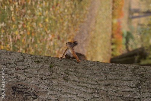 St. Petersburg Russia-10/12/2019: squirrel in the autumn park of Peterhof