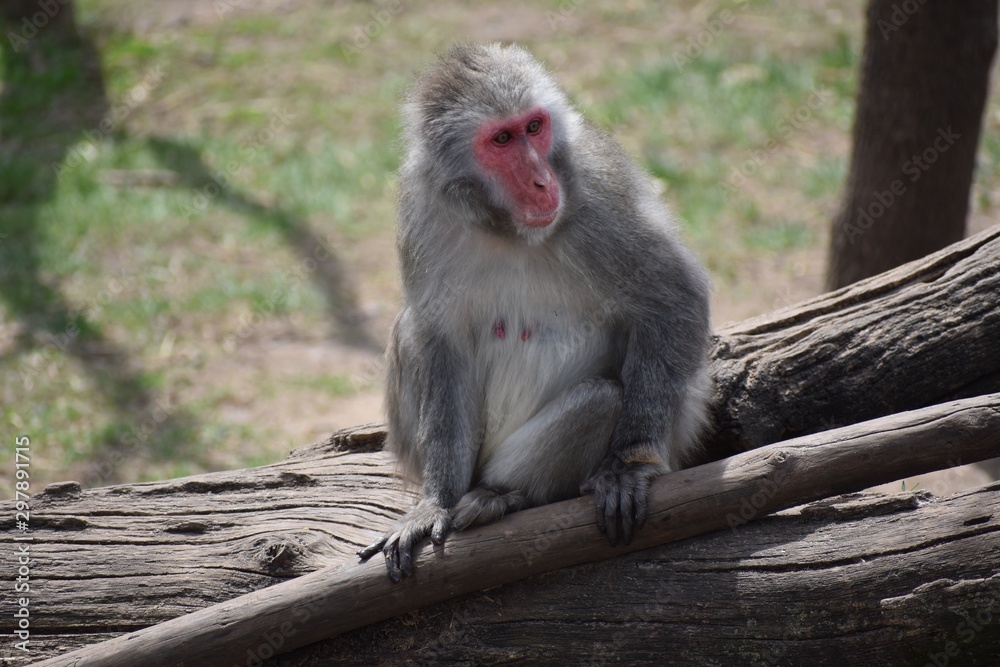 Fototapeta premium Monkey sitting on a log looking away
