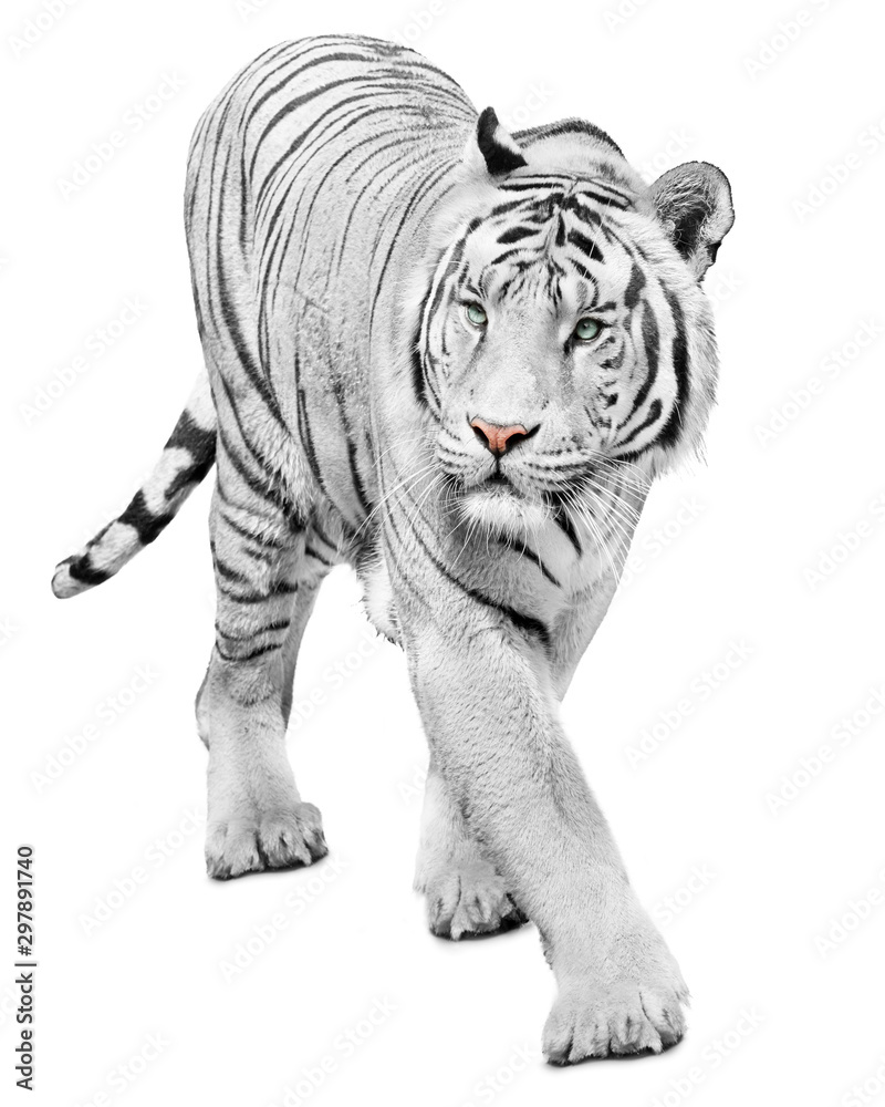 Majestic white tiger isolated on white background Majestic white tiger isolated on white background