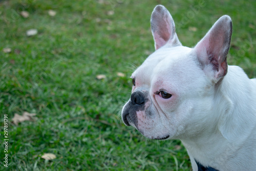 white french bulldog close-up portrait 