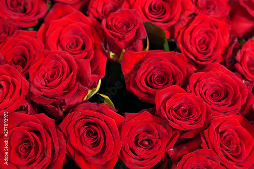 original beautiful red rose background