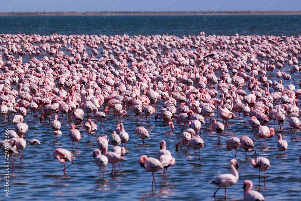 Fototapeta premium A flamboyance of flamingoes near Swakopmund, Namibia