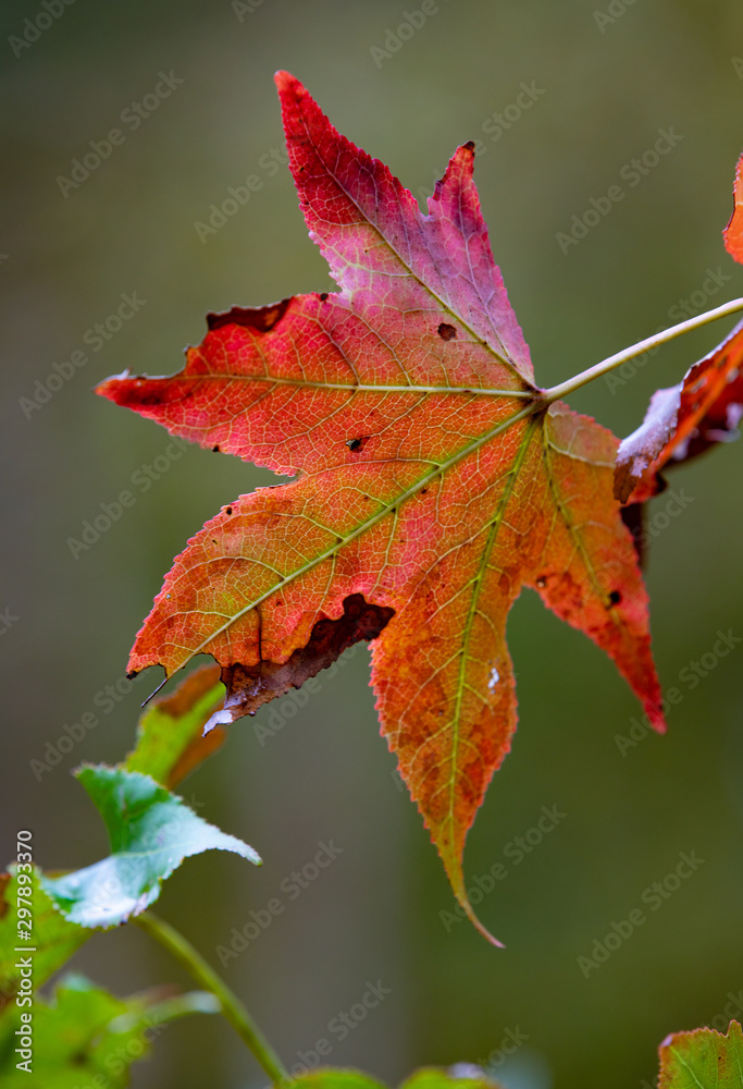 Obraz premium Red and green leaf in autumn