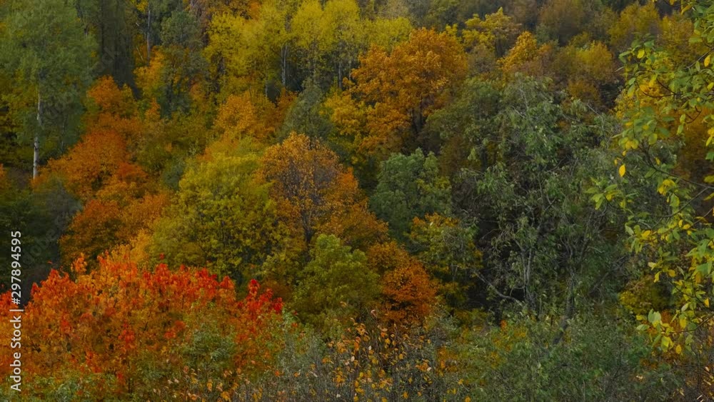 Video of forest with green and yellow and red trees in autumn cloudy day Video of forest with green and yellow and red trees in autumn cloudy day