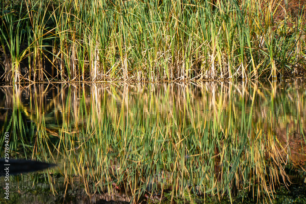 Schilf im Wasser mit Reflektionen Schilf im Wasser mit Reflektionen