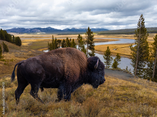 Konstfotografi Bison with a view