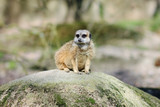 Female meerkat sits on rock