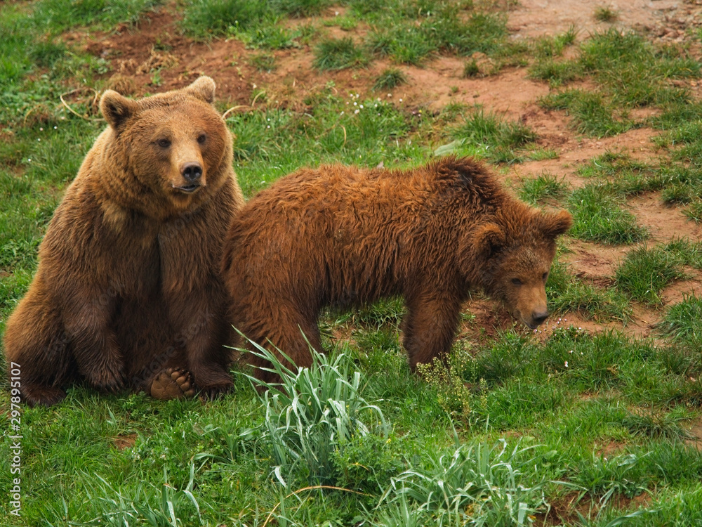 Mother and brood of Brown Bears