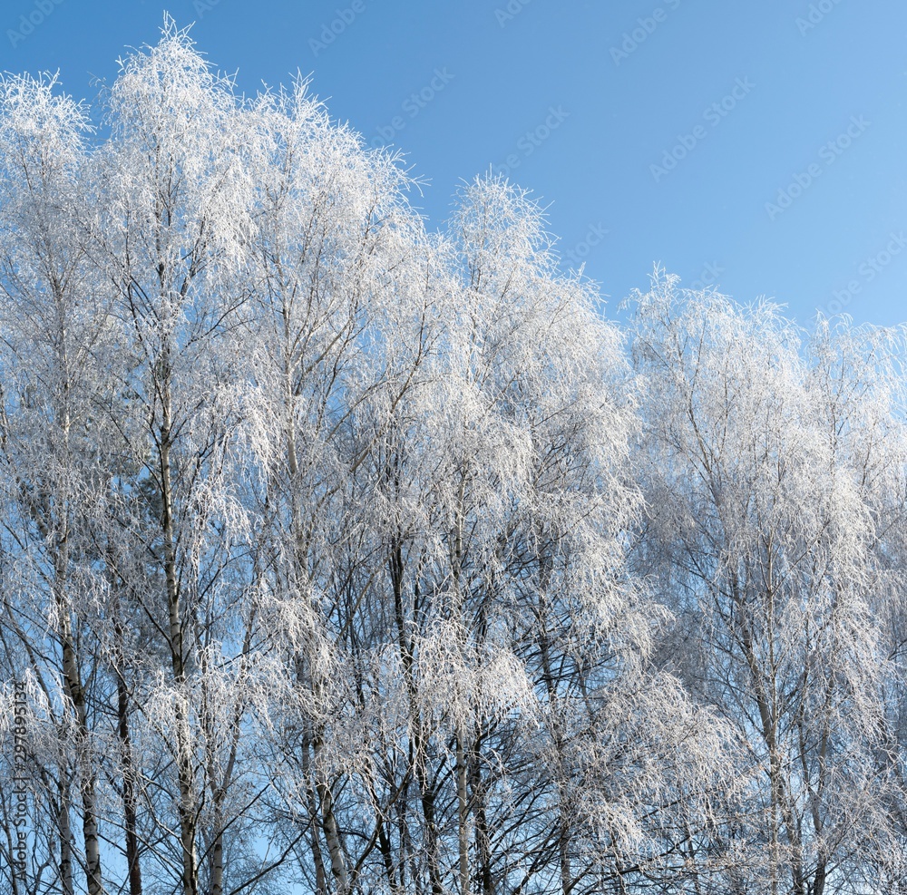 Goup of birch with hoarfrost, Czech Republic Goup of birch with hoarfrost, Czech Republic