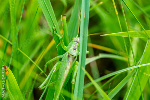 Insekten