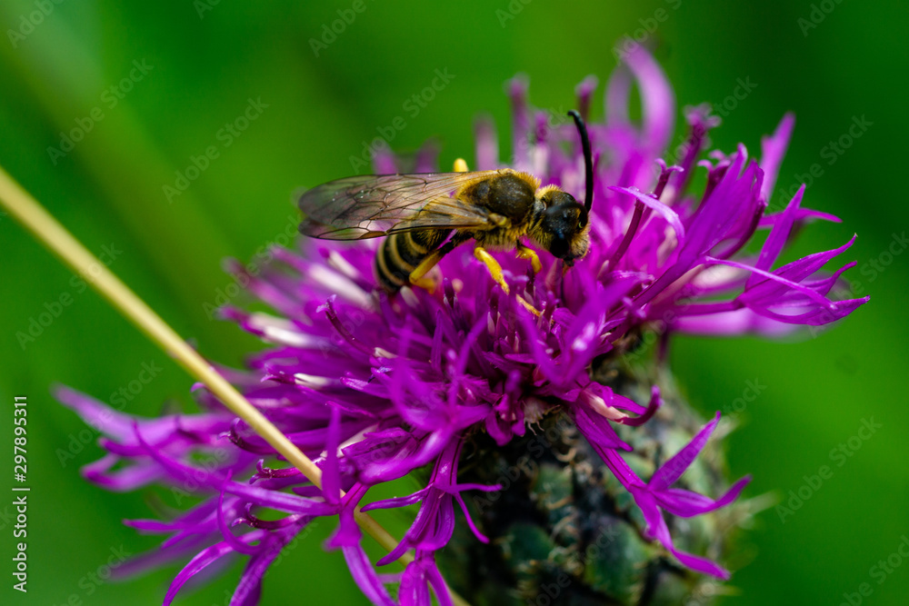 Insekten Insekten