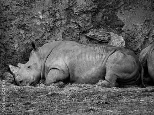 Profile rhinos lying down