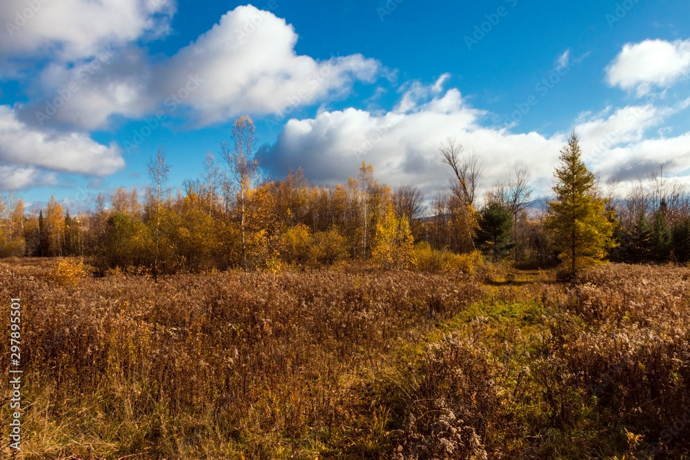 autumn landscape with trees and blue sky autumn landscape with trees and blue sky