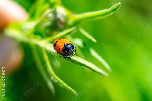 Insekten © Gerold