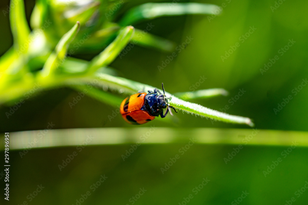 Fototapeta premium Insekten
